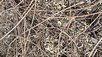 Indian Couple Outdoor Sex In A Jungle Deep Forest